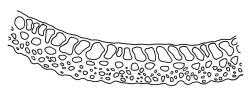 Campylopus introflexus, costa cross-section, mid leaf. Drawn from J.E. Beever 57–53, CHR 461823.
 Image: R.C. Wagstaff © Landcare Research 2018 
